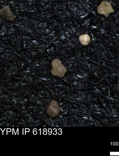 undet. Rugoglobigerinidae