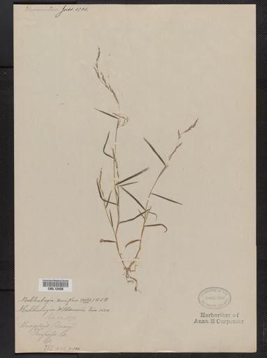 Muhlenbergia tenuiflora