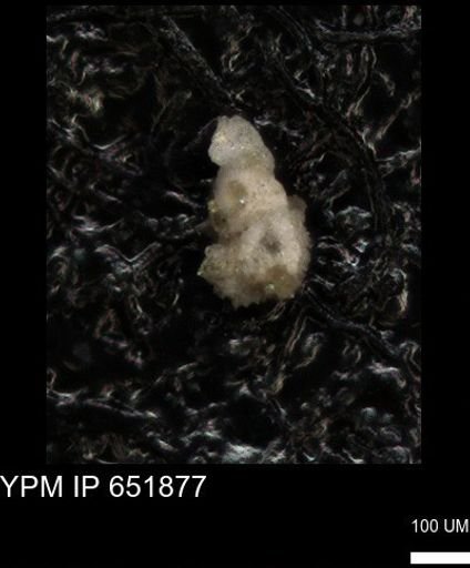 undet. Foraminiferida