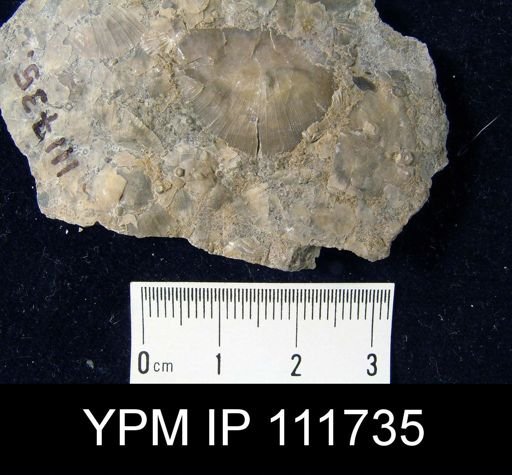 Brachyprion anticostiense