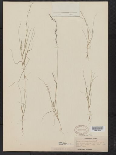Aristida longespica