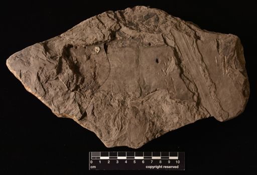Equisetites cf. Beani