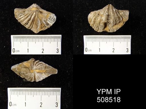 Spirifer cameratus