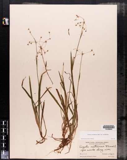 Luzula acuminata