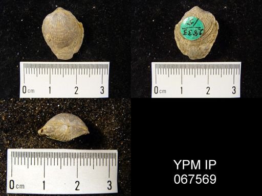 Atrypa reticularis