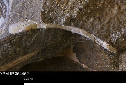 undet. Mollusca