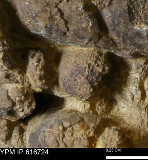 Teredo sp.
