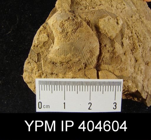 undet. Brachiopoda