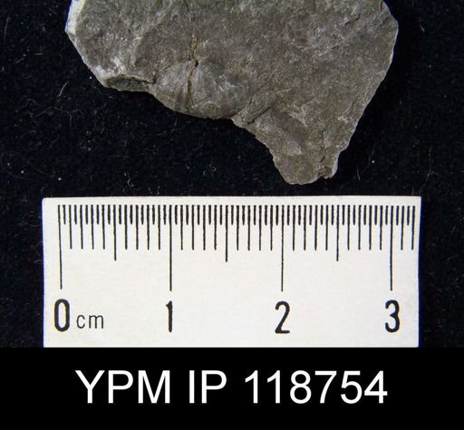Anoplotheca hemispherica