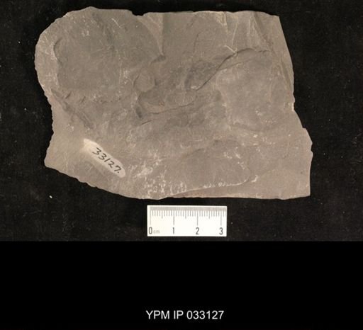 Mormolucoides articulatus