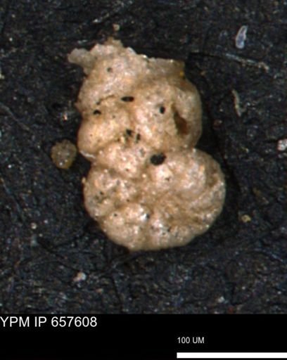 Ammobaculoides whitneyi