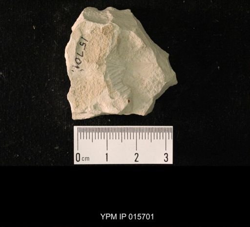 Pycnoblattina