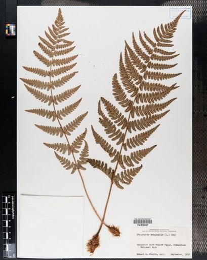 Dryopteris marginalis