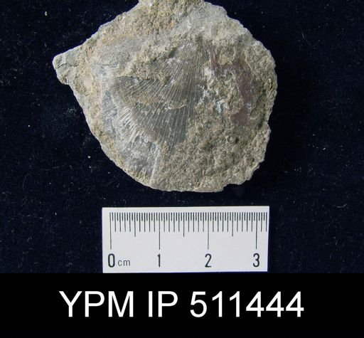 undet. Orthida