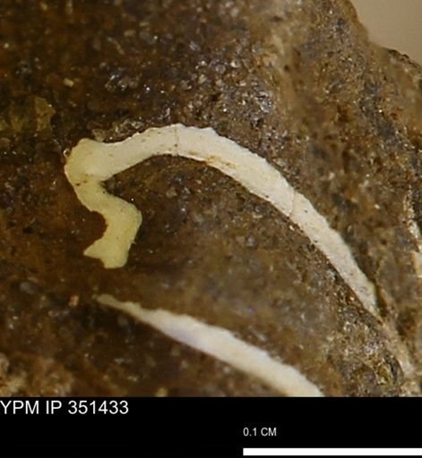 undet. Bivalvia