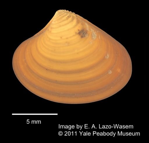 Lacuna vincta