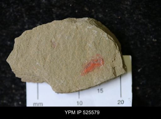 undet. Synziphosurina