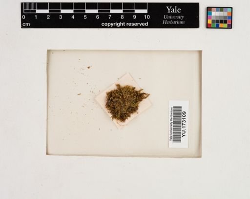 Plantae