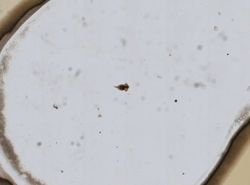 Sphyrias lofuana