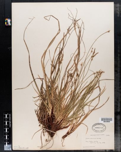 Carex communis