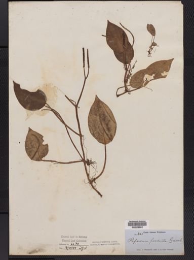 Peperomia producta