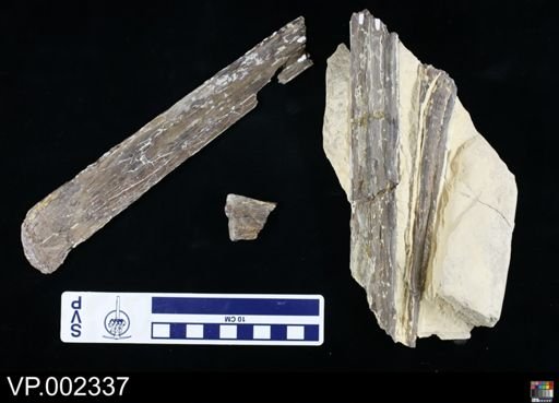 Pteranodon