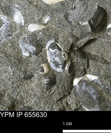 undet. Bivalvia