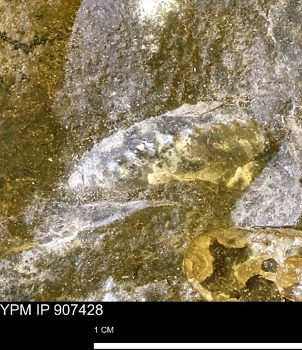 undet. Ammonoidea