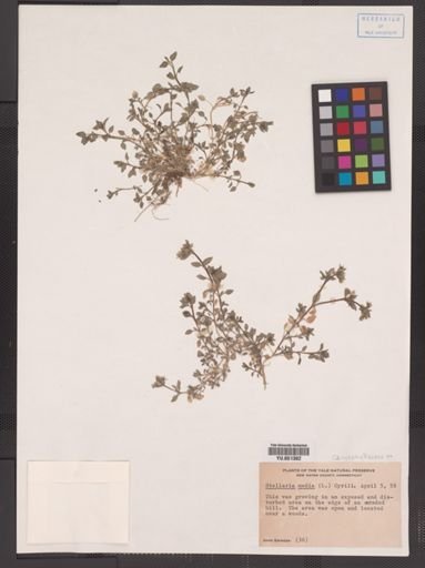 Stellaria media