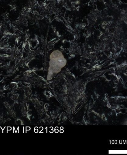 undet. Heterohelicidae