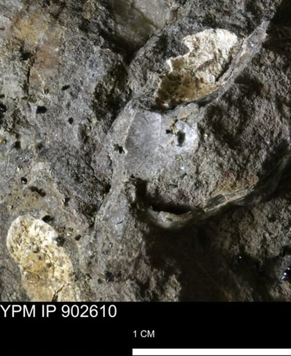 undet. Mollusca
