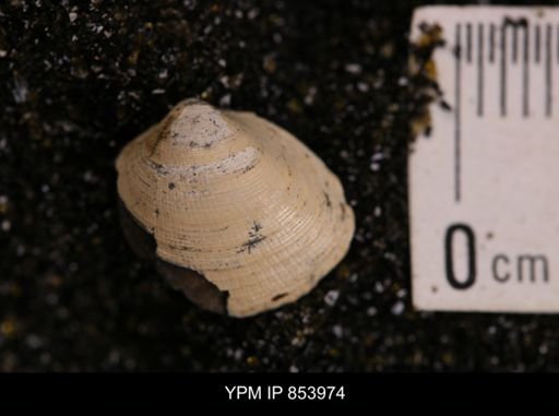 Limopsis striatopunctatus