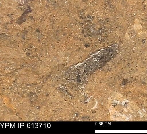 undet. Mollusca