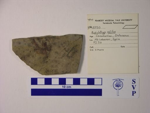 Aipichthys velifer