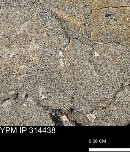 undet. Scaphopoda