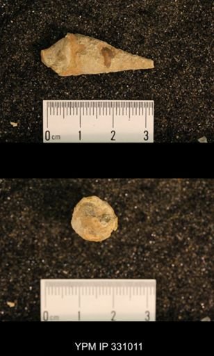 Meekospira peracuta choctawensis