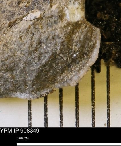 undet. Mollusca