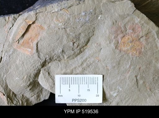 undet. Arthropoda