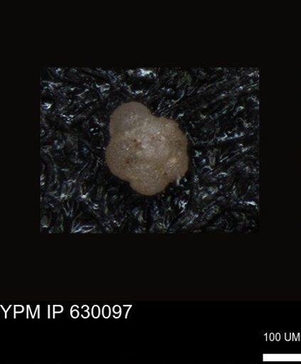 undet. Foraminiferida