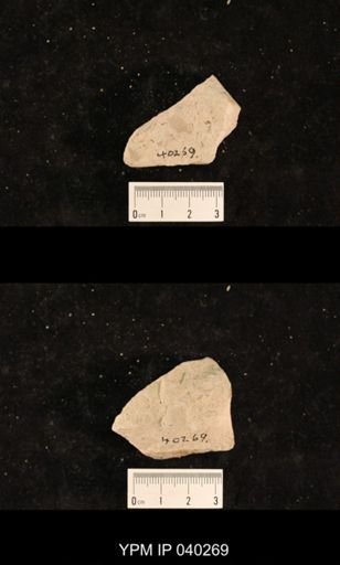 Ephemeroptera