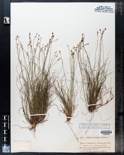 Carex eburnea