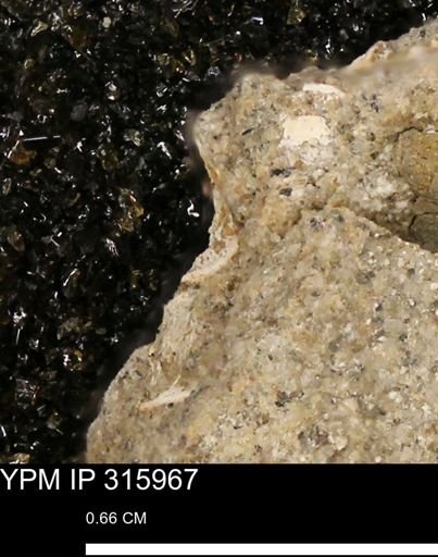 undet. Mollusca