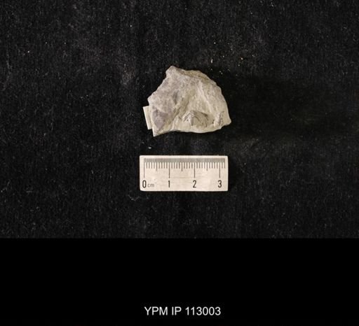 Cystaster granulatus
