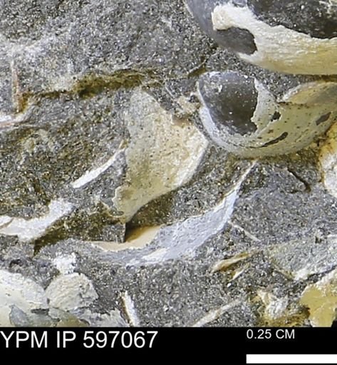 undet. Bivalvia