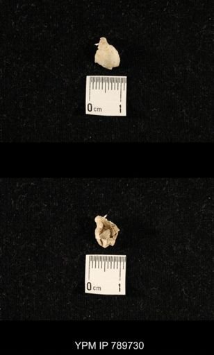undet. Brachiopoda