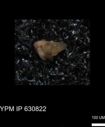 undet. Heterohelicidae