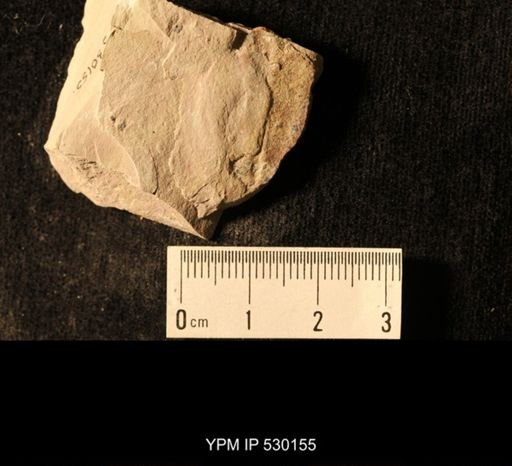Elrathia kingi