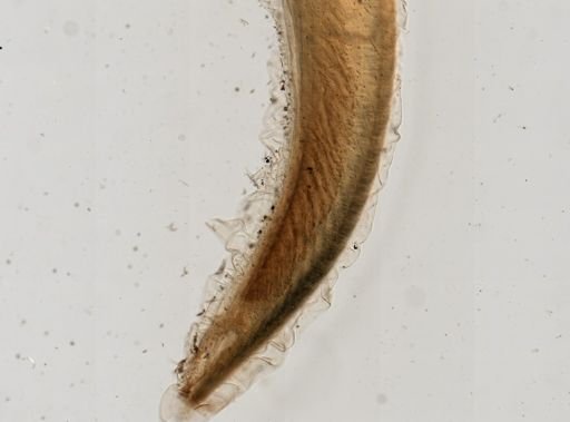 Branchiostoma lanceolatum