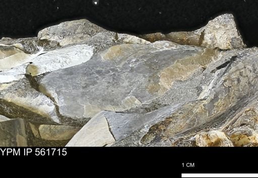 Phelopteria sp.