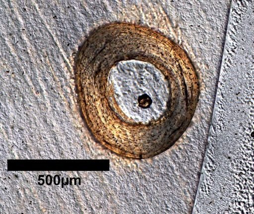 Xantusia henshawi
